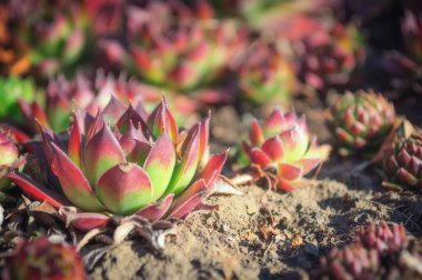 Sempervivum Sektorum 'un Macro' su, bitkisel hayattaki tıbbi bir bitki.