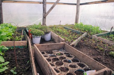 Seradaki tepsilerde ve saksılarda tohumlar