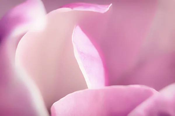 Magnolia flower blossom, macro view zoom inside — Stock Photo, Image