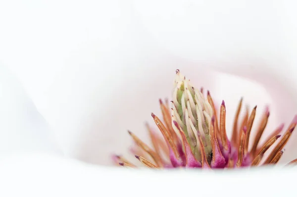 Magnolia flower blossom, macro view zoom inside — Stock Photo, Image