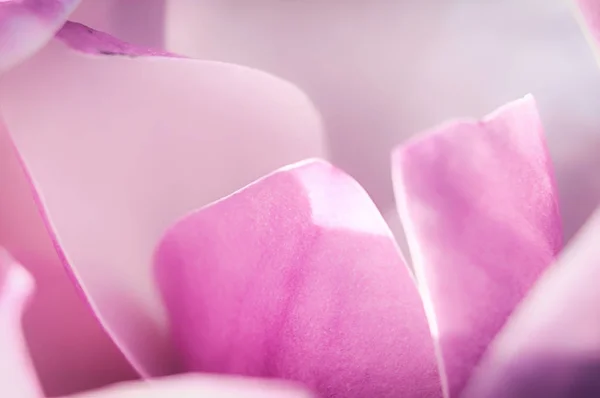 Цветок магнолии, макро вид изнутри — стоковое фото