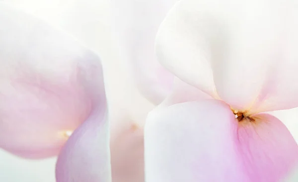 Magnolia flower blossom, macro view zoom inside — Stock Photo, Image