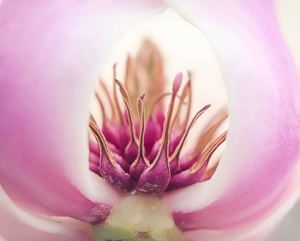 Magnolia çiçeği açar, makro manzara büyür