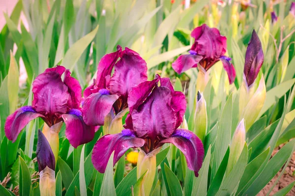 Blooming purple iris in the garden. — Stock Photo, Image
