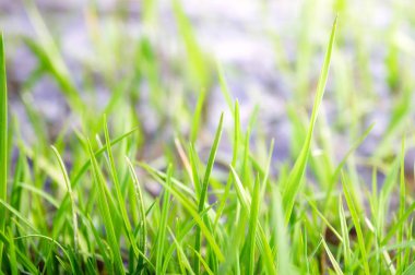 Mavi zemin üzerine yeşil çim portre