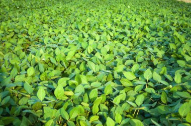 Bahar mevsiminde olgunlaşan soya fasulyesi tarlası, tarım arazisi.