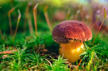 Orman içinde bir yosun closeup büyüyen mantar. Ormandaki yenilebilir mantar .