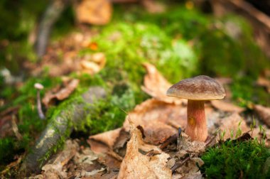 Orman içinde bir yosun closeup büyüyen mantar. Ormandaki yenilebilir mantar .
