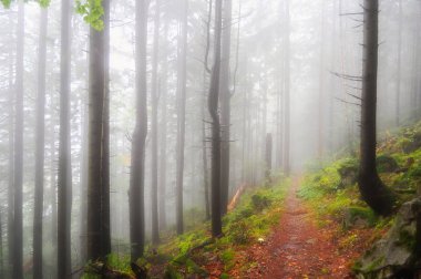 Sonbahar ormanda bir yürüyüş. Altın sonbahar. Renkli ağaçlar. Ukrayna'nın yaban hayatı