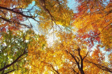 renkli ağaç dalları güneşli ormandaki sonbahar doğal arka plan