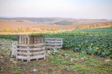 Kırpma alanları lahana. Ürün toplama kutuları