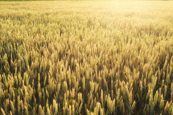 Geel graan dat klaar is om te oogsten op een akkerland — Stockfoto