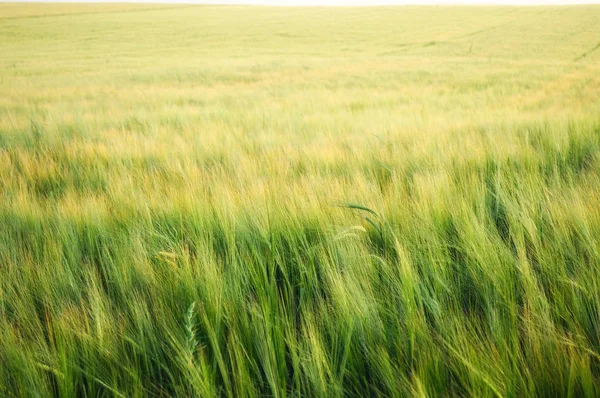 Yellow and green grain ready for harvest growing in a farm field — Stock Photo, Image