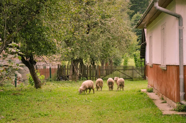 Овцы во дворе среди зеленой травы — стоковое фото