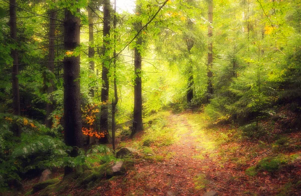 Egy séta az őszi erdőben. Arany ősz. A színes fák. Vadon élő állatok, Ukrajna — Stock Fotó