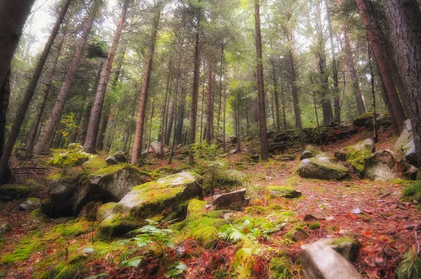 Una passeggiata nei boschi autunnali. Autunno d'oro. Gli alberi colorati. La fauna selvatica dell'Ucraina — Foto Stock