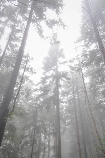 Magas fatörzsek a fák fel az égre - jellegű háttér koncepció ködös erdő — Stock Fotó