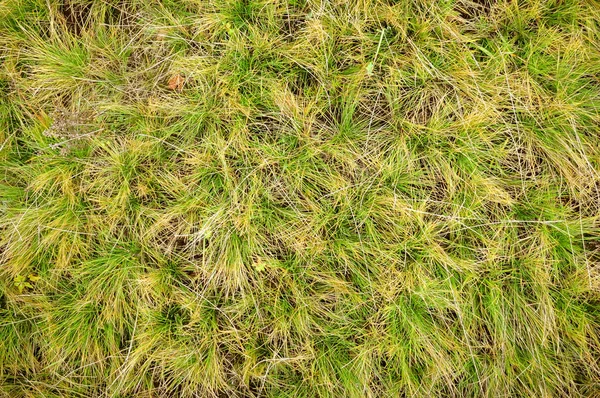 Die Textur des grünen Rasenfeldes — Stockfoto