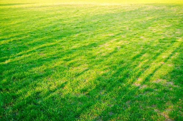 Texturen av grönt gräs fält — Stockfoto