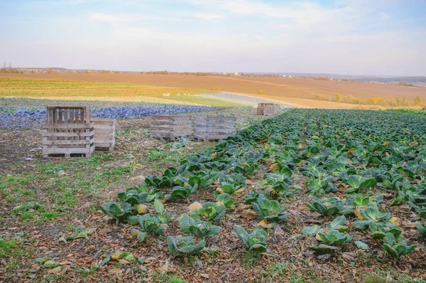 Crop fields of cabbage. Boxes for harvesting — Stock Photo, Image