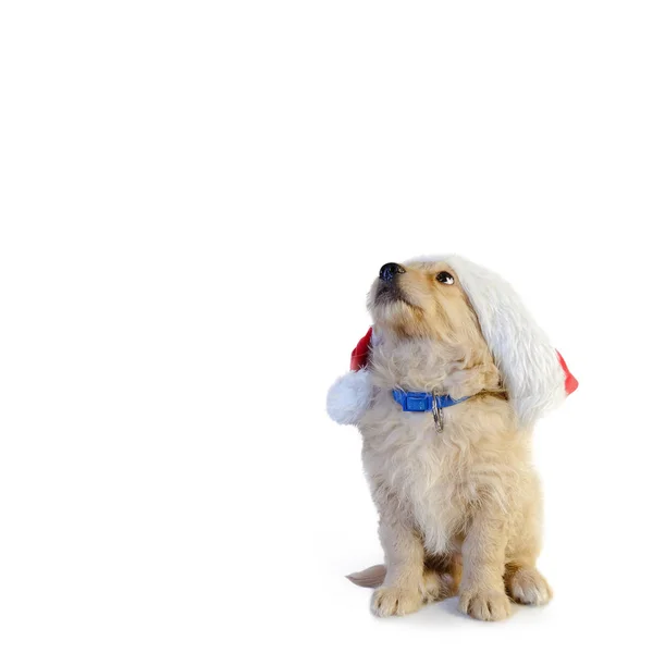 Christmas puppy wearing a Santa hat. — Stock Photo, Image