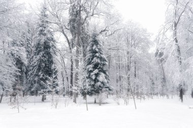 Kış parkında buzla kaplı güzel ağaçlar..