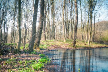 Bahar, doğa, güzel manzara, yeşil çim ve ağaçların
