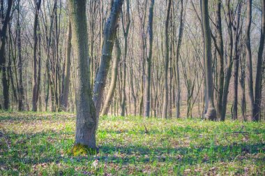 Bahar, doğa, güzel manzara, yeşil çim ve ağaçların