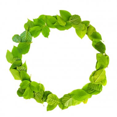 Beyaz arka plan üzerinde izole yaprak yeşil sınır. Kırpma yolları dahil