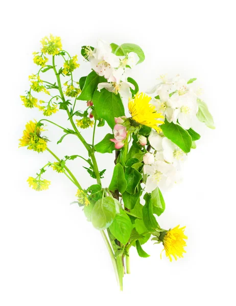 Flores del prado aisladas sobre fondo blanco —  Fotos de Stock