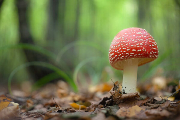Amanita muscaria, ядовитый гриб в лесу