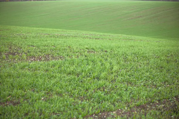 The field of young wheat. Background green grass — Stock Photo, Image