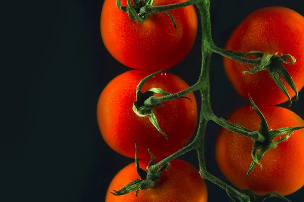 Tomates cherry frescos maduros en rama — Foto de Stock