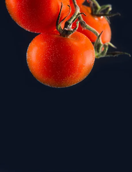 Идеально круглые небольшие помидорные овощи с зеленым свежим педунком — стоковое фото