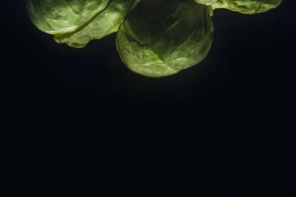 Färska gröna brysselkål — Stockfoto