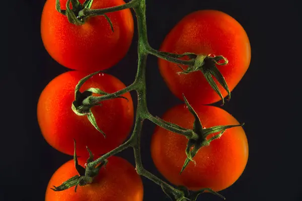 Rote reife Tomaten auf einem Brunch isoliert — Stockfoto