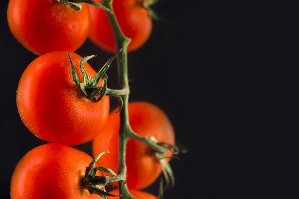 Zweig frischer roter Kirschtomaten isoliert — Stockfoto