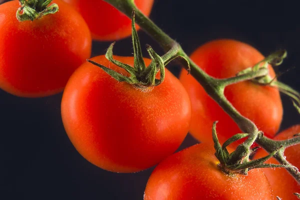 Rote reife Tomaten auf einem Brunch isoliert — Stockfoto