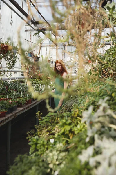 Imagen de una chica pelirroja mirando a través de las plantas — Foto de Stock