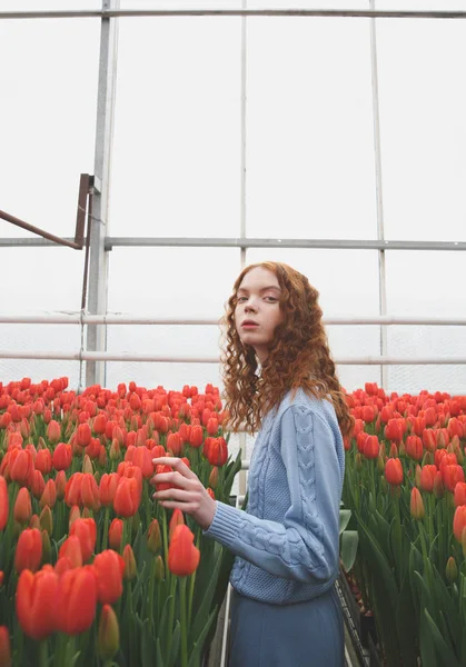 Girl holding tulip — Stock Photo, Image