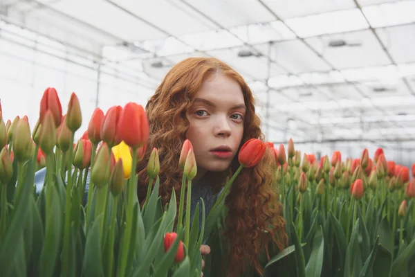 Espreitando as tulipas — Fotografia de Stock