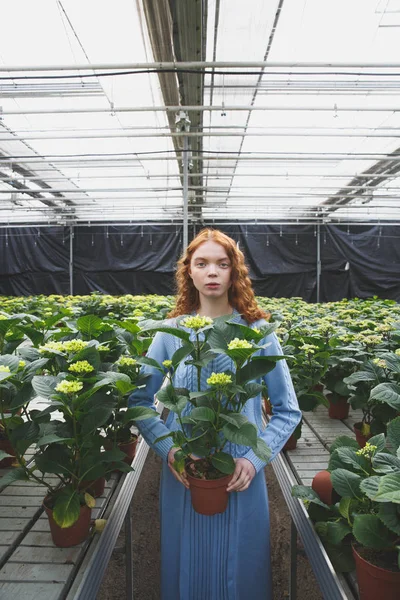Chica con planta en naranjería — Foto de Stock
