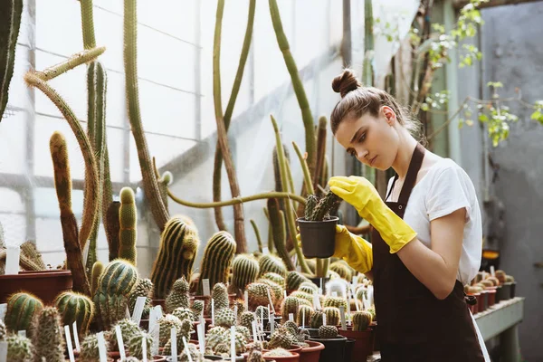 温室の植物を保持立っている若い女性を集中してください。 — ストック写真