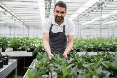 Yakışıklı genç gülümseyen adam serada ayakta sakallı