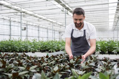 Gülümseyen genç sakallı adam serada ayakta