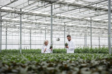 Sakallı adam Olgun kadın ile sera içinde ayakta