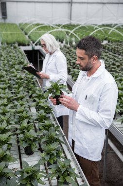 Genç adam ve bitkiler yakınındaki Olgun kadın konsantre