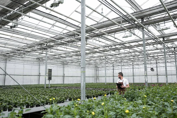Concentrated man standing in greenhouse near plants