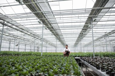 Konsantre adam sera tesisleri yanında ayakta