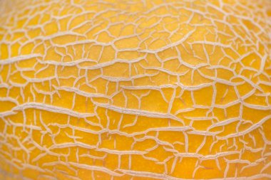 Kavun'ın deri atış kapatın